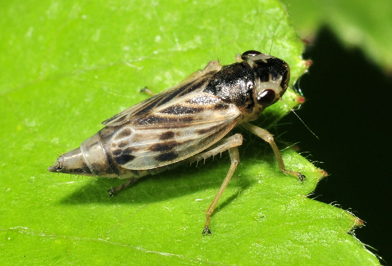 Cicadomorpha - Cicadellidae: Evacanthus acuminatus